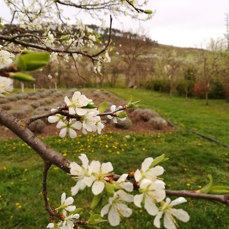 Lavander Garden Camping Hotel Rascruci Exterior foto